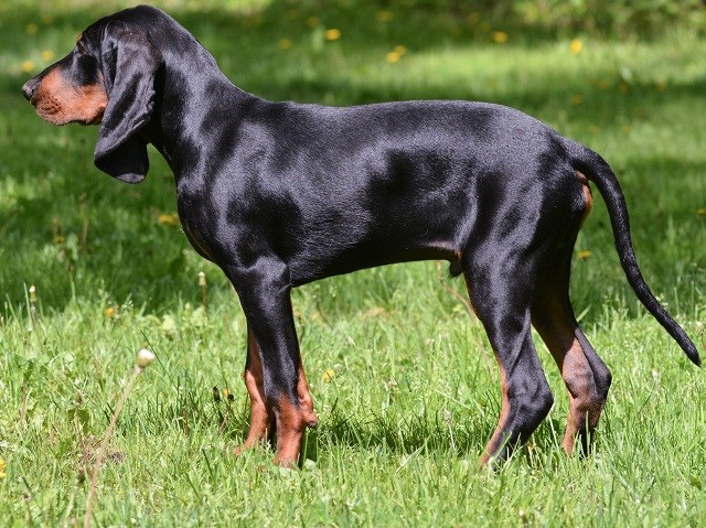 Black And Tan Coonhound thumbnail